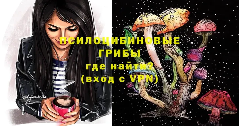 Галлюциногенные грибы Psilocybe  Карачаевск 